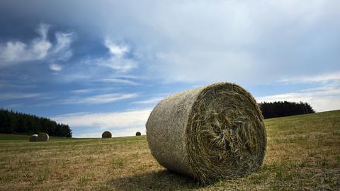 Heuballen liegen auf einem Feld.