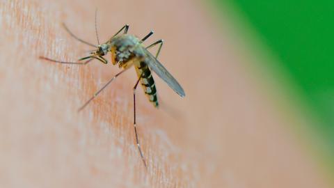 Eine Mücke der Art Aedes vexans saugt Blut an einem Arm.