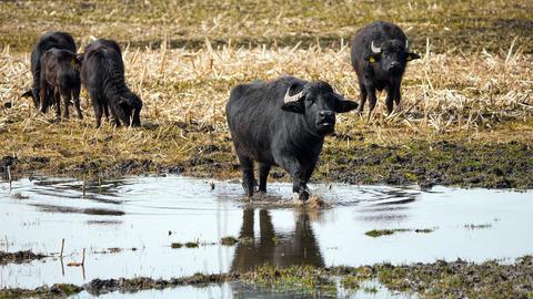 Wasserbüffel weiden auf einem Feld.