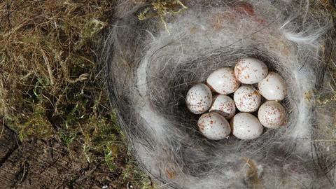 In ein Vogelnest mit Eiern sind Tierhaare verwoben.