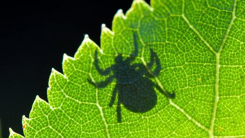 Im Gegenlicht ist der Schatten einer Zecke auf einem Blatt zu sehen. Das Tier wartet auf Beute.