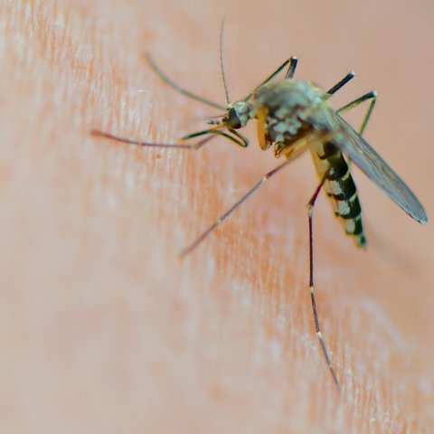 Eine Mücke der Art Aedes vexans saugt Blut an einem Arm. (dpa)