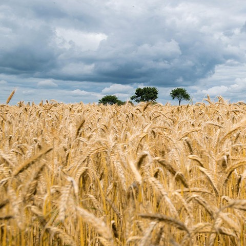 Weizenfeld im Sommer