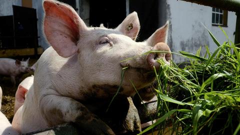 Hausschweine auf einem Biohof werden mit Grünfutter gefüttert