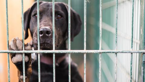 Ein Hund steht in seinem Zwinger im Tierheim am Gitter. 