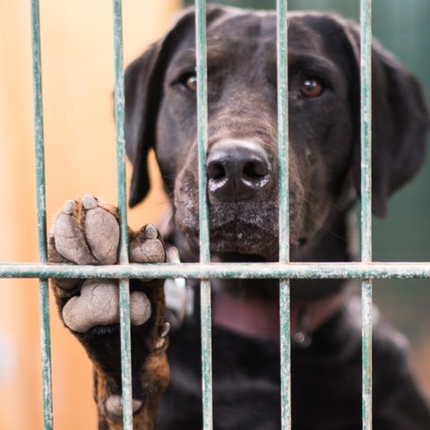 Ein Hund steht in seinem Zwinger im Tierheim am Gitter. 