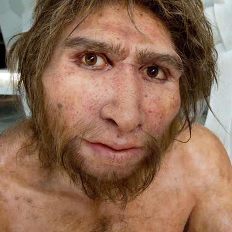 Modell  Homo Heidelbergensis